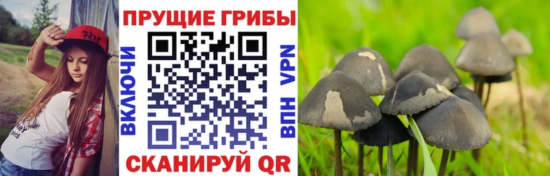 Галлюциногенные грибы GOLDEN TEACHER  цена наркотик  Биробиджан 